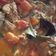 Cooksnap dari あり ふまいら untuk resep Tongseng Ayam Pedas Tanpa Santan