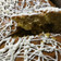 El cooksnap de Mariana Domingo cuando hizo Carrot cake.