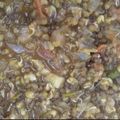 Kavitha Chandran's cooksnap of when they made முளைகட்டிய பச்சைப் பயிறு கிரேவி (Mulai kattiya pachaipayaru gravy in tamil).
