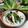 Cooksnap dari Mba Wen untuk resep Lodeh Putih Kecipir Tempe Semangit