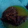 Cooksnap dari syahriani ekha untuk resep Sambal terasi