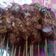 Cooksnap dari Azizah Rayariza untuk resep Sate tahu