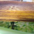 Cooksnap dari bong lina untuk resep Kue lapis legit pontianak