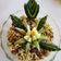 La cooksnap de Alis cuando cocinó Ensalada de pasta con vegetales