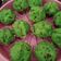 Cooksnap dari Endang Pujiastuti untuk resep Bolu kukus tape mekar no mixer 1telur anti gagal