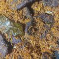 Cooksnap dari Meida Sari untuk resep Serundeng Daging Sapi (Dendeng Ragi)