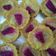 Cooksnap dari Novi Yanti untuk resep Pie buah