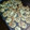 El cooksnap de Cynthia 🐙 cuando hizo Scones dulces caseros.