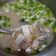 諺寶拔の料理廚房 的 [外婆早餐] 鮭魚豆腐菇菇味噌湯 cooksnap