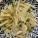 Kate 的 清炒洋芋絲 cooksnap