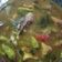 Cooksnap dari SusiloWatii untuk resep Sup kepala ikan gurame kuning