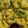 Vanika Agrawal's cooksnap of when they made Instant khaman/Besan dhokla.