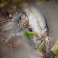 小喵 的 魚湯 cooksnap