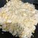 Cooksnap dari Della Meilanti Tenia untuk resep Nasi Goreng Teri Medan ala Solaria