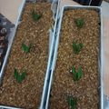 Cooksnap dari Riyanti Elviana untuk resep Wajik kletik gula merah