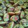 Cooksnap dari Gayatri untuk resep Kue Cubit (no mixer)