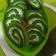 Cooksnap dari Siti Aminah untuk resep Bolu Gulung Pandan Happy Call