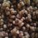 Cooksnap dari Andi Ratu Hatmun untuk resep Kacang disco