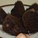 Cooksnap dari Halimatus Sakdiah untuk resep Brownies Coklat Teflon