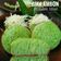 Cooksnap dari Isti Harfiantha untuk resep Bika Ambon Pandan