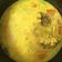 Cooksnap dari Tyas Sawitri untuk resep Gulai Otak BB Booster, MPASI 9m+
