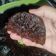 Cooksnap dari Noeroel untuk resep Bolu karamel (sarang semut)