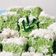 Cooksnap dari Nurul Dzikrillah untuk resep Putu Ayu Lembut