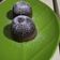 Cooksnap dari Rara Fajrina untuk resep Lava Cake Cokelat Kukus (Steam Choco Lava Cake)