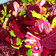 El cooksnap de Lorita cuando hizo Ensalada de beterraga con cebolla y cilantro.