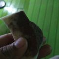 Cooksnap dari Desti Ekasarii untuk resep Puding zebra busa lembut