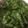 Neeru Jain's cooksnap of when they made Coriander chutney.