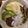 Erin Foster's cooksnap of when they made Greek Burgers w/yogurt sauce.
