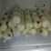 Cooksnap dari dvee Purnomo untuk resep Es lilin choki choki