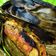 Cooksnap dari Dwi Hastuti untuk resep Pepes ikan kembung