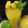 Archana Agrawal's cooksnap of when they made Mango Frooti.