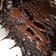 Cooksnap dari Tarii untuk resep Brownies kukus mini pemula no mixer moist dan nyoklat bgt