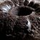 Cooksnap dari widia kam untuk resep TRIPLE CHOCOLATE GLUTEN FREE STEAM BROWNIES CAKE