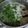 Cooksnap dari Windy Indraswari Susanti untuk resep Sayur bobor Bayam