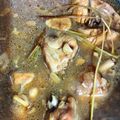 Cooksnap dari bedwina andani untuk resep Swieke Ayam (Ayam kuah tauco)