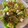 El cooksnap de angaba190 cuando hizo Salsa César.