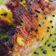 Cooksnap của HaVi's Kitchen khi họ làm theo món Cá Điêu hồng sốt chanh dây