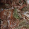Cooksnap dari Fitri Han untuk resep Kimchi