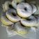 Cooksnap dari Mamahasna untuk resep Donat Kampung