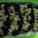 Cooksnap dari Anie Baee Euuy untuk resep Brownies Maizena