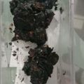 Cooksnap dari nonovivilia untuk resep Chocolate Corn Flakes