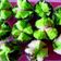 Cooksnap dari Mietha Maniez Chayank Hugett untuk resep Bolu kukus santan mekar tanpa sprite