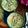 Pooja M. Pandit 's cooksnap of when they made Vermicelli/Seviyan Kheer (Semiya Payasam).