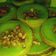 Cooksnap dari Dhita untuk resep Cala Bakar Topping Kacang (Khas Gorontalo)