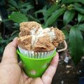 Cooksnap dari Ratna Puspita untuk resep Bolkus mekar semarak kemerdekaan
