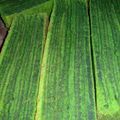 Cooksnap dari eka setiarini untuk resep LAPIS LEGIT EKONOMIS (irit TELUR)